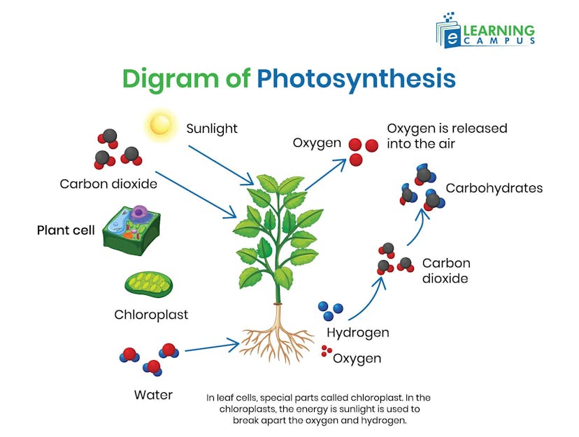 Detailed diagram of photosynthesis