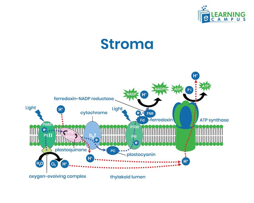 Photosynthesis Explained With Diagram