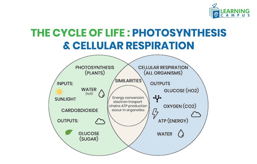 Photosynthesis vs Cellular Respiration Venn Diagram