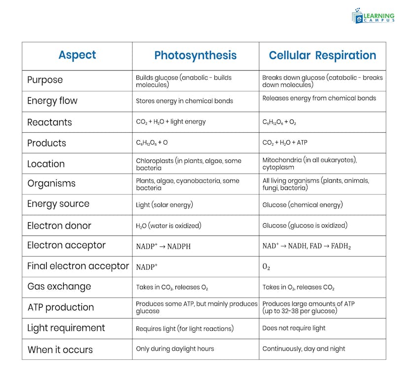 Differences between Photosynthesis and Cellular Respiration 