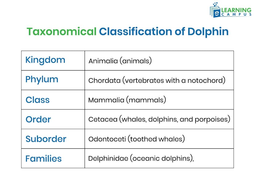Table Classification of Dolphin
