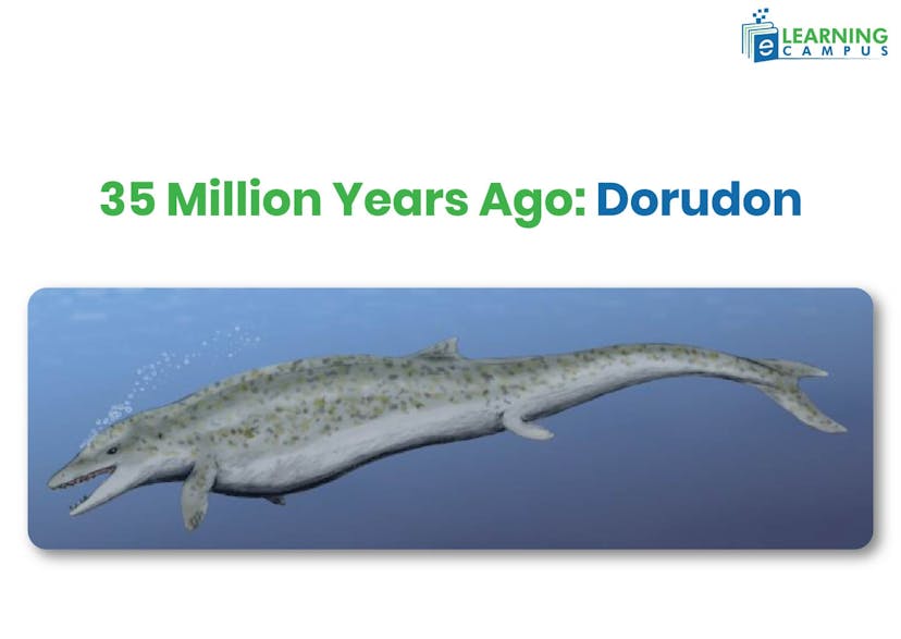 Evolution of Dolphins-Dorudon