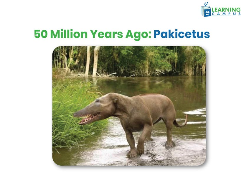 Evolution of Dolphins-Pakicetus