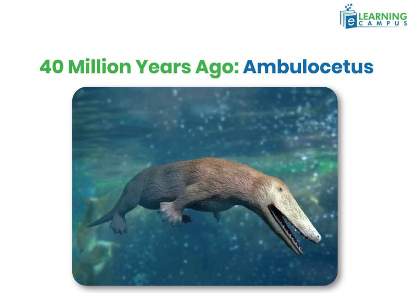Evolution of Dolphins-Ambulocetus