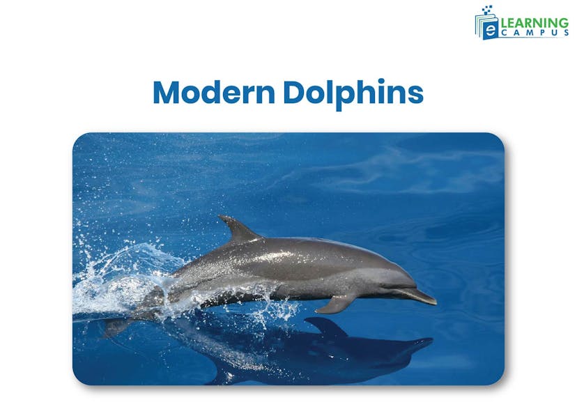 Evolution of Dolphins