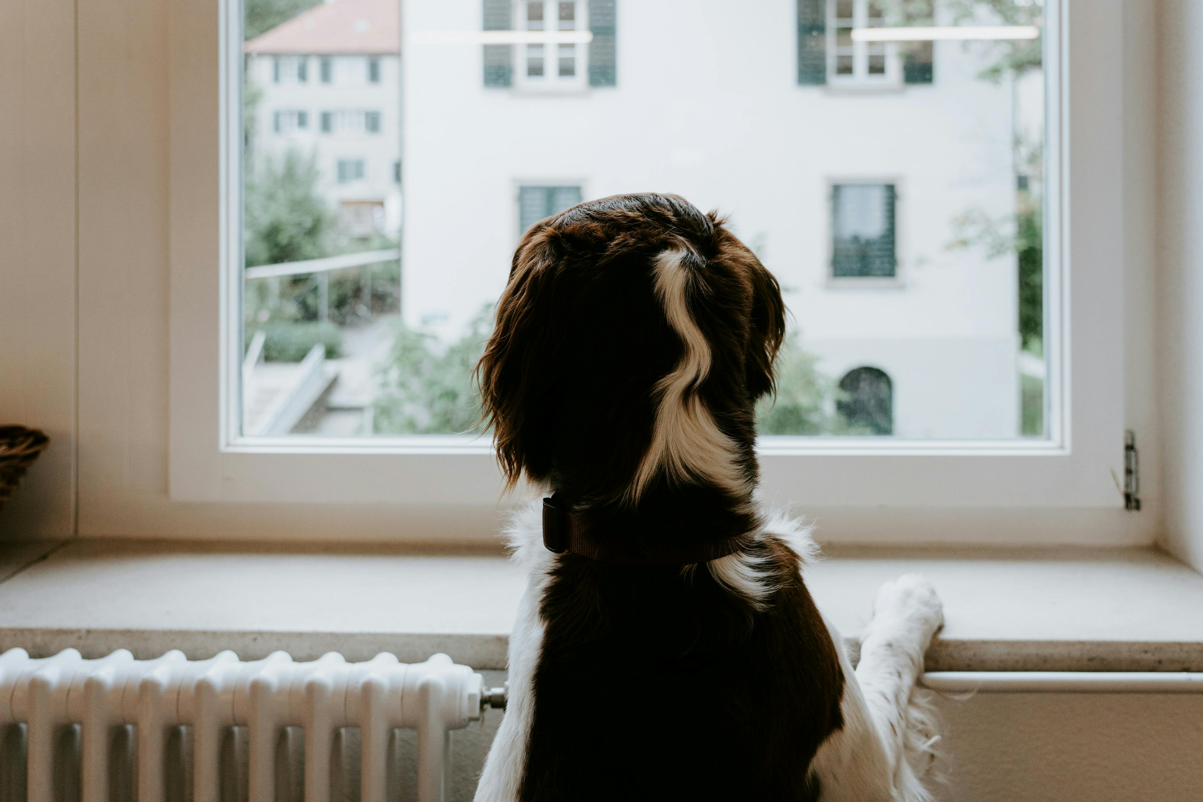 dog looking out the window beside a radiator