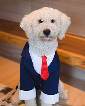 Summit the Dog - Textile Expert