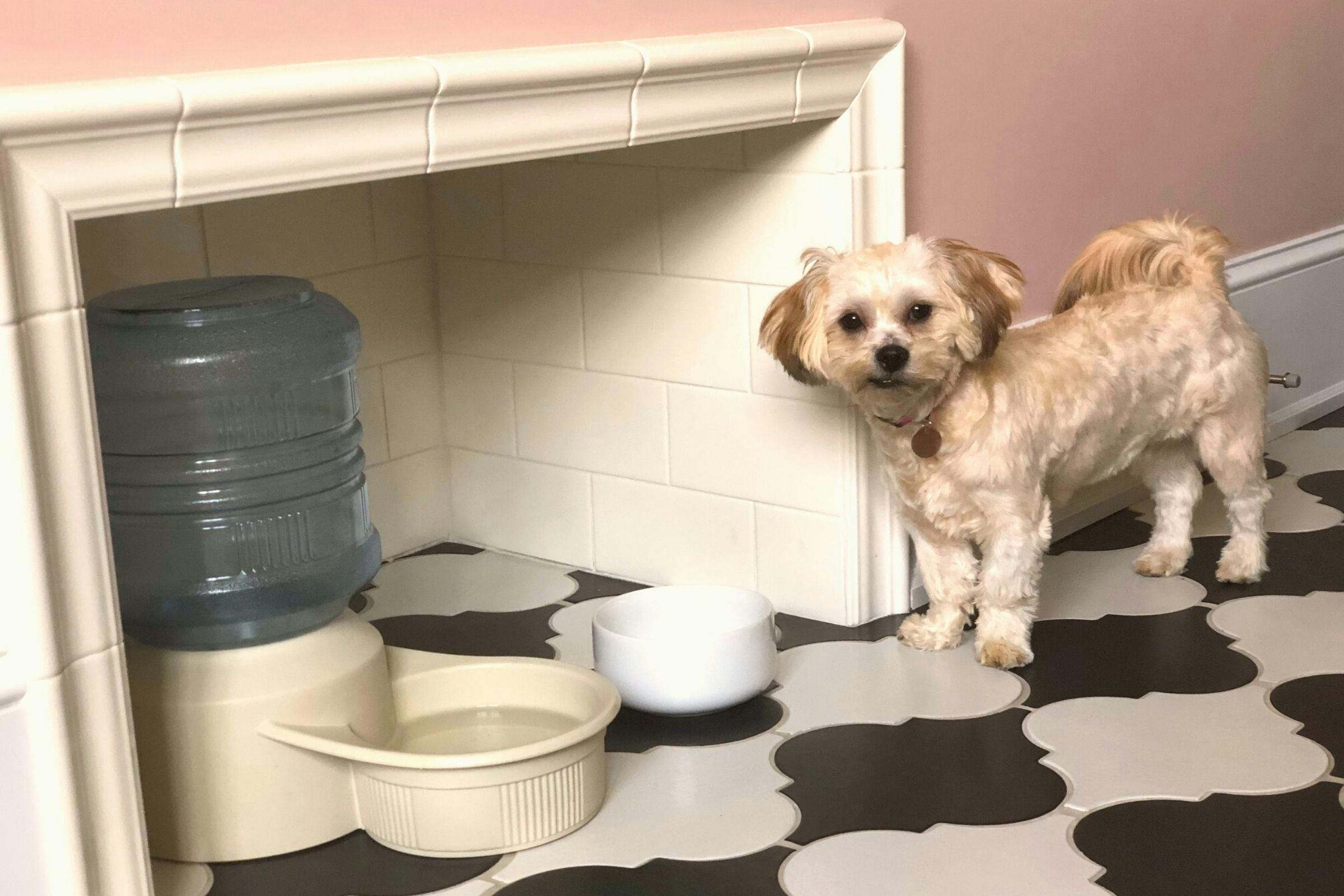 small dog standing next to dishes 
