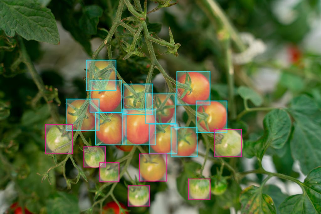 Transforming Fruit and Vegetable Harvesting & Analytics with Computer Vision