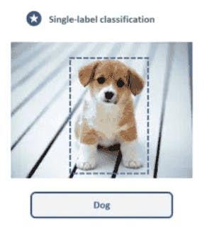 Image Classification of dog 