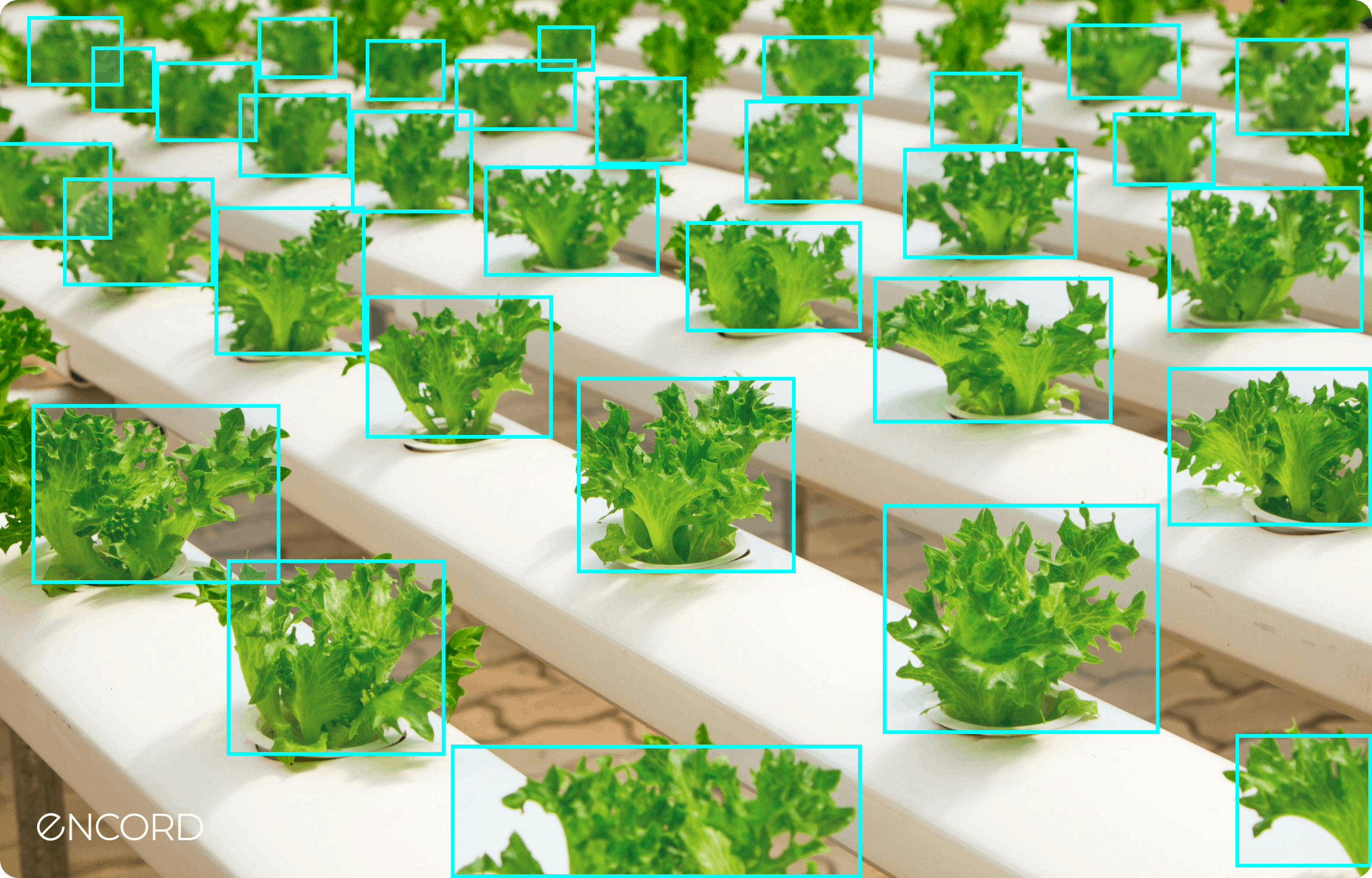 sampleImage_computer-vision-in-agriculture