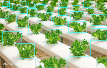 sampleImage_computer-vision-in-agriculture