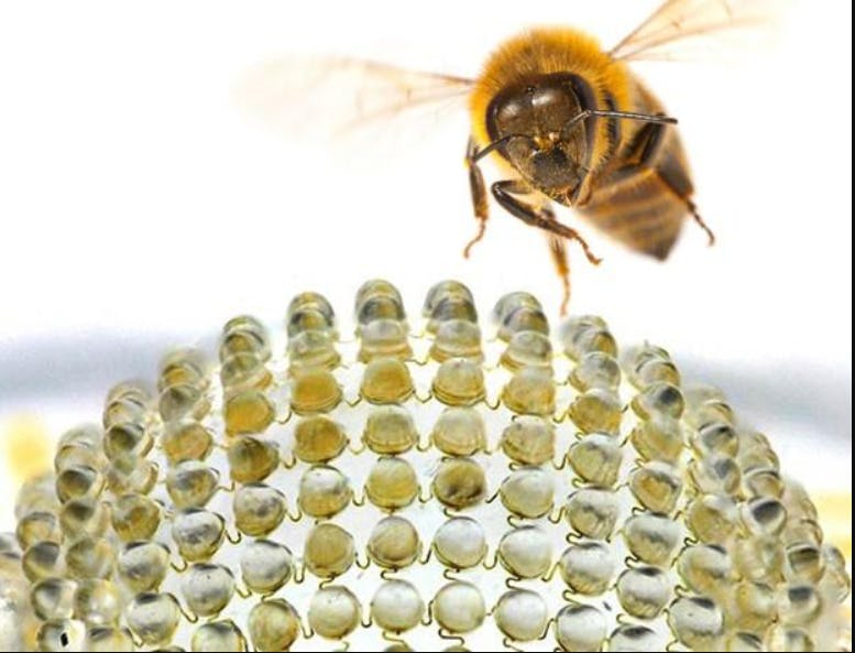 Bionic camera embedded in a bee.