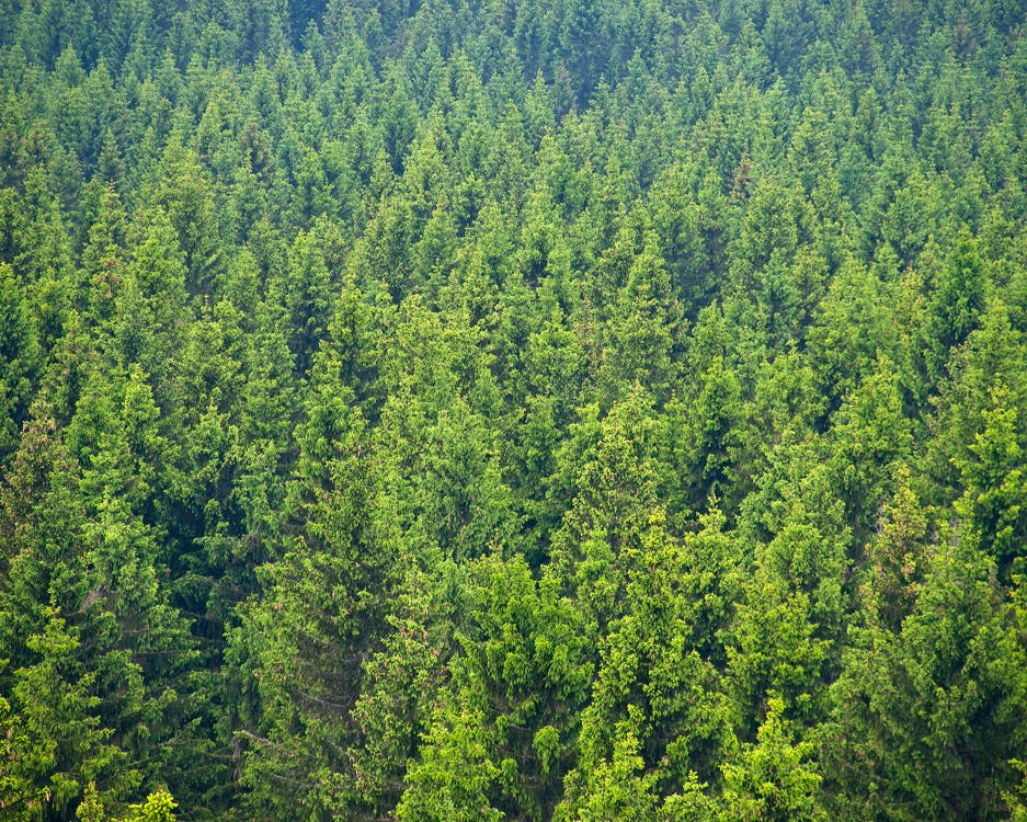 Accurately Measuring Carbon Content in Forests