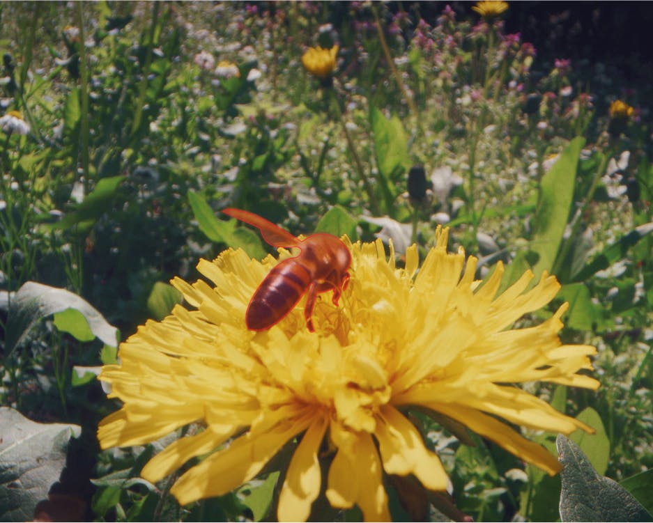 Card Cover Image