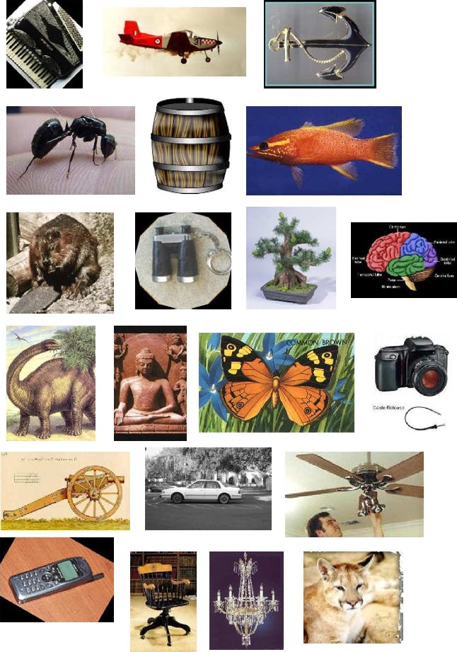More examples of images from Caltech101