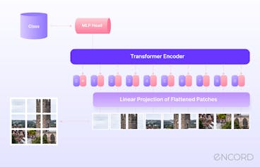 sampleImage_vision-transformers