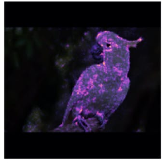 IG showing which pixels are important for predicting the image of a cockatoo - Encord