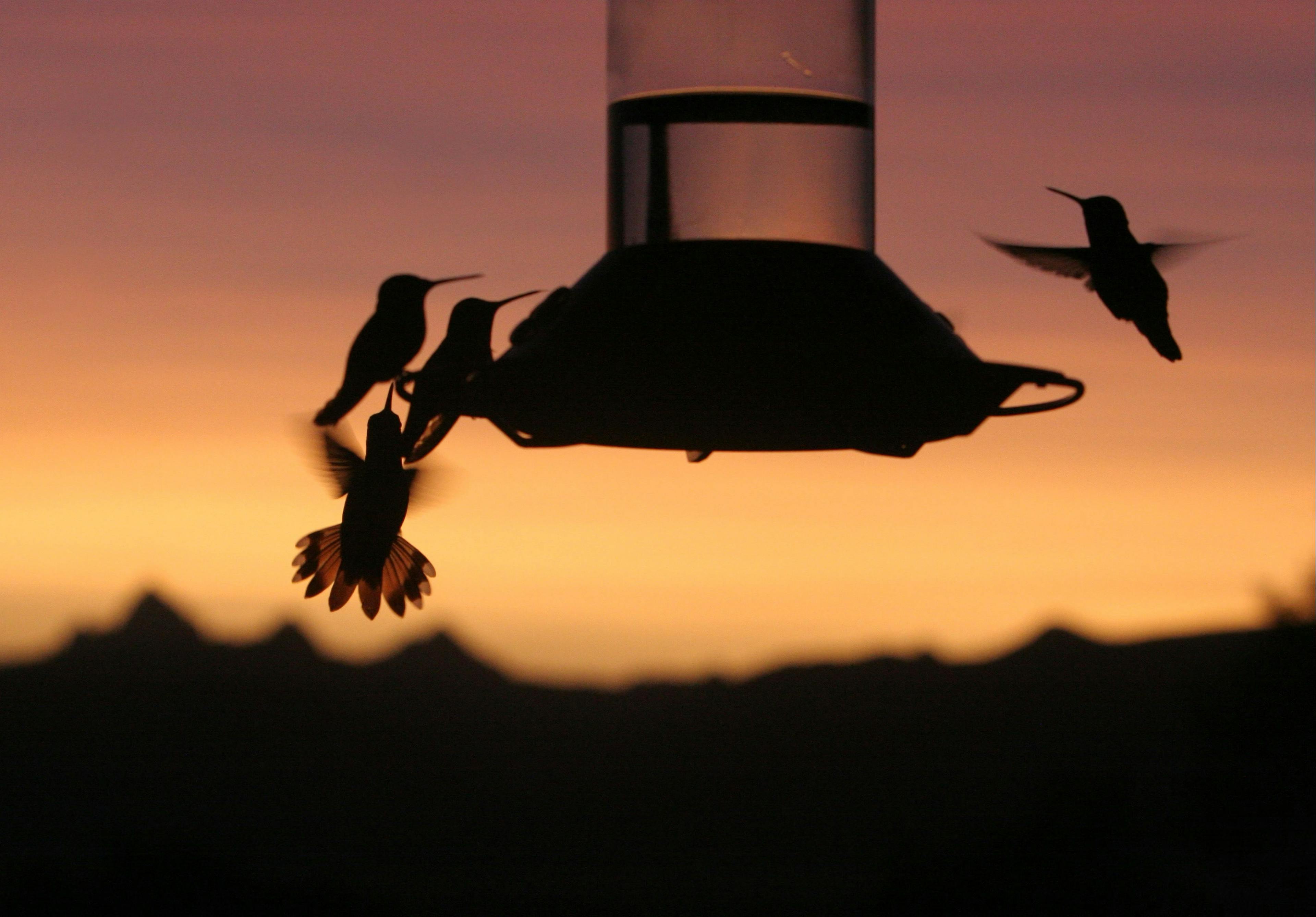 hummingbirds at a feeder.