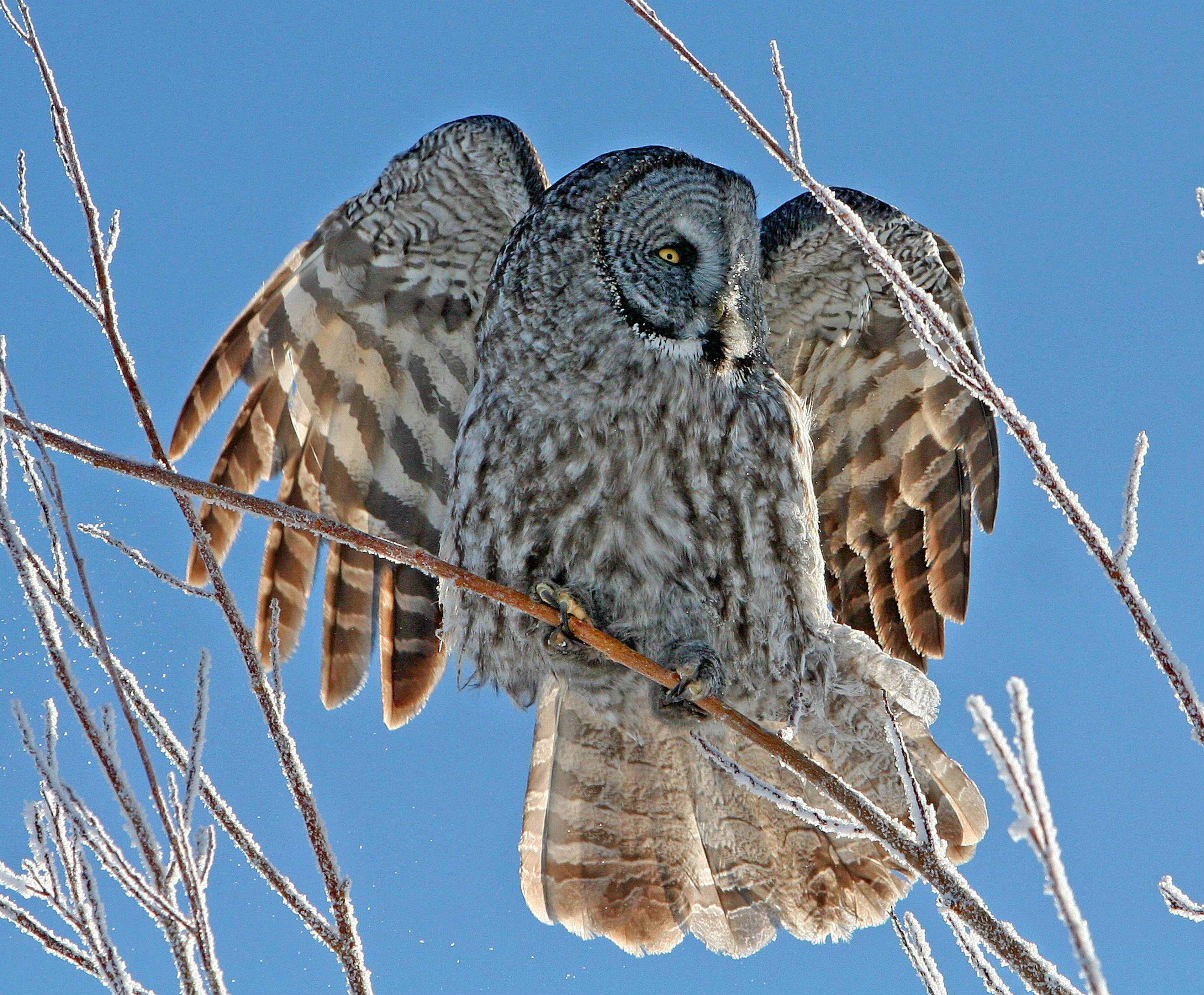 great gray owl