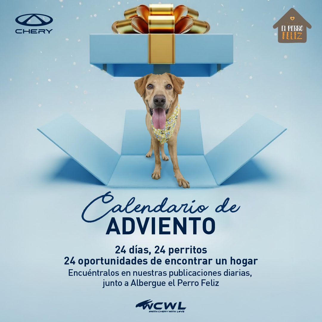 Adopción responsable: una campaña navideña promueve la adopción de 24 perros rescatados