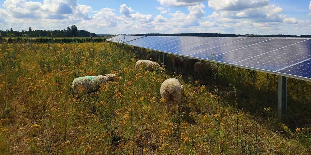 Moutons sur le parc de Lassicourt dans l’Aube (10) - Valorem - Enercoop Nouvelle-Aquitaine