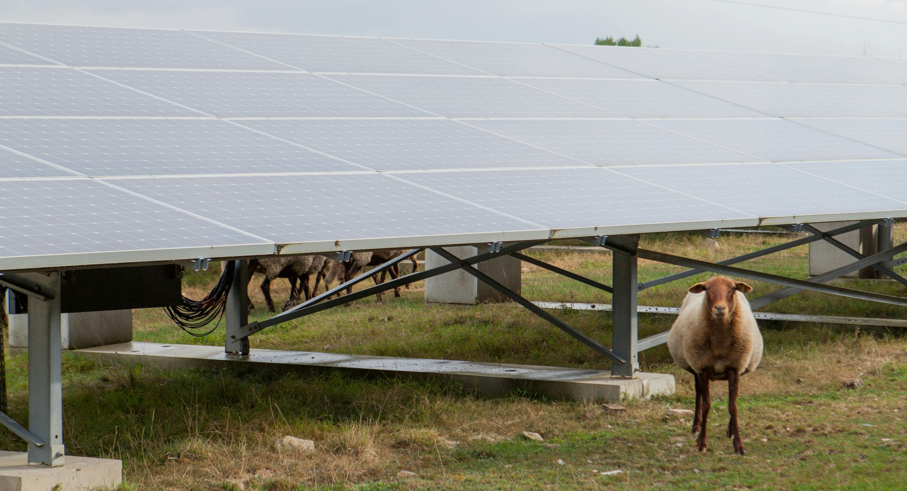 Mouton blanc et marron devant des panneaux photovoltaïques