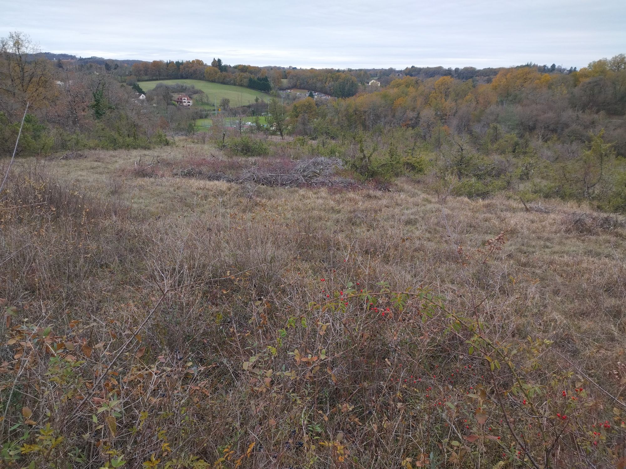 Pelouse sèche sur le terrain du futur parc solaire