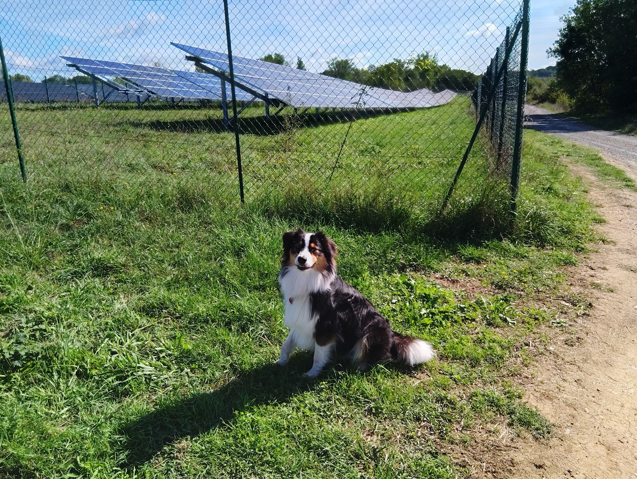 La chienne Belta à l'emplacement de l'extension