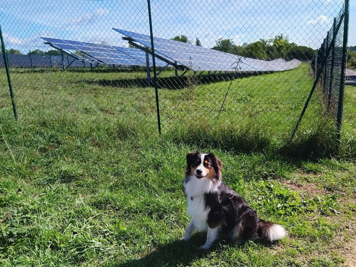 La chienne Belta à l'emplacement de l'extension