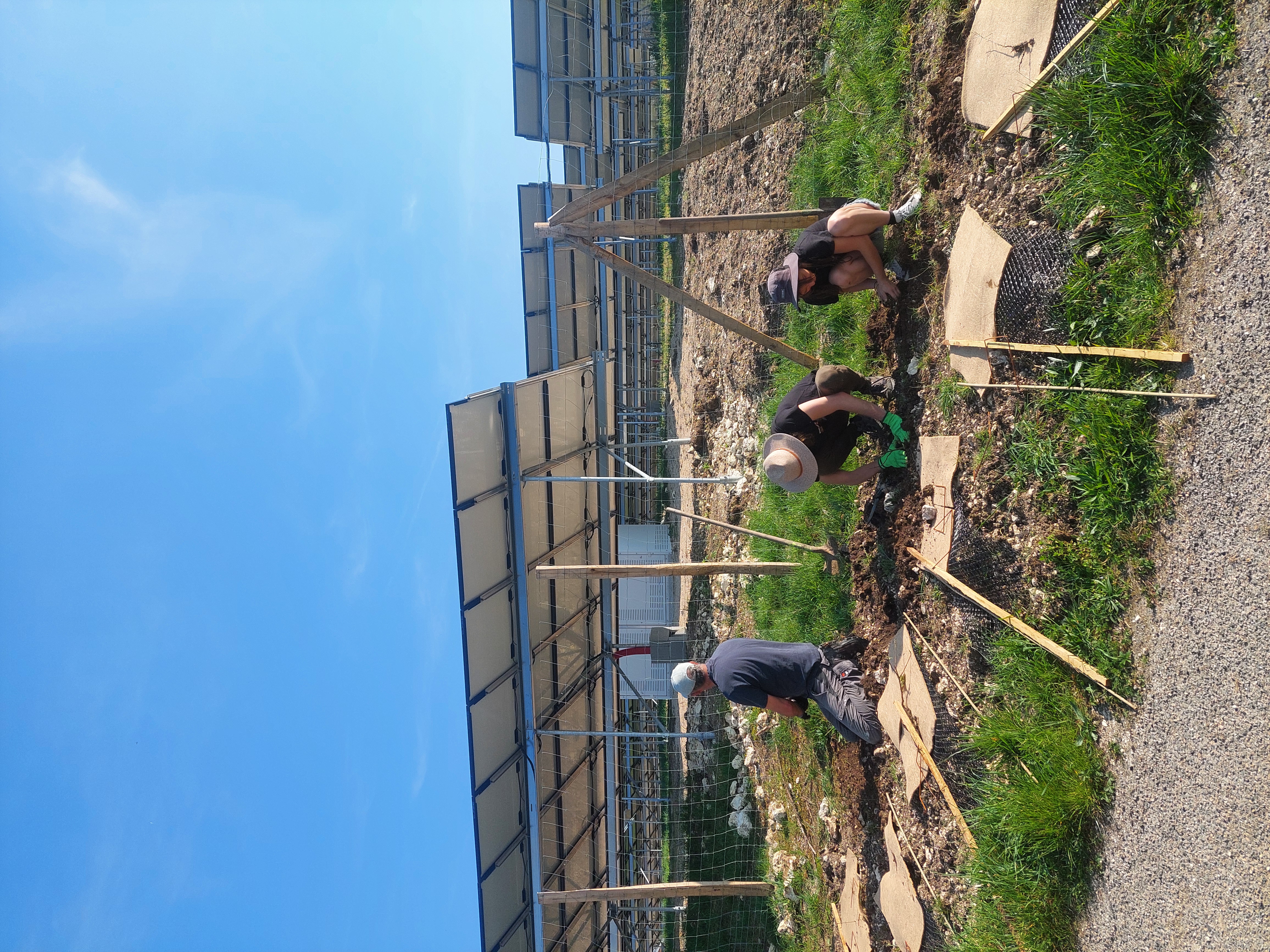 Des sociétaires et des bénévoles plantent des haies devant le parc solaire du Mouly