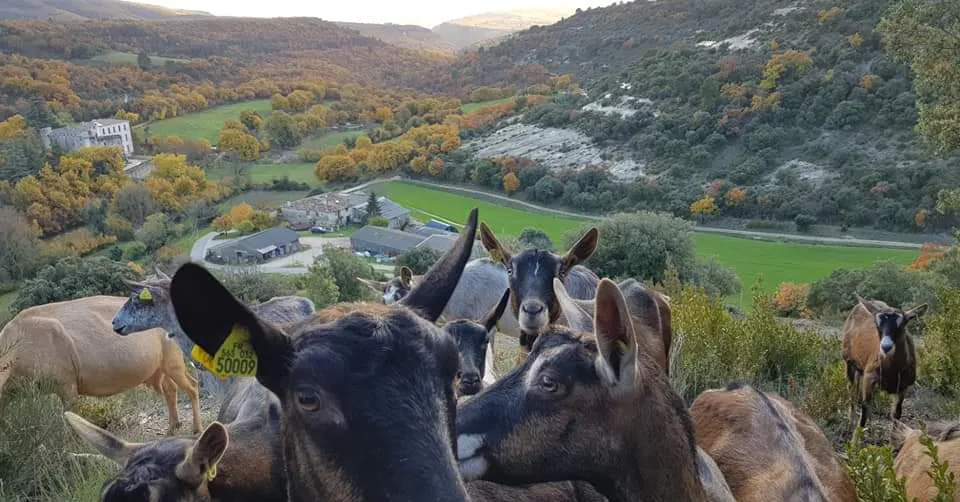 ZOOM sur le projet agrivoltaïque de Buoux