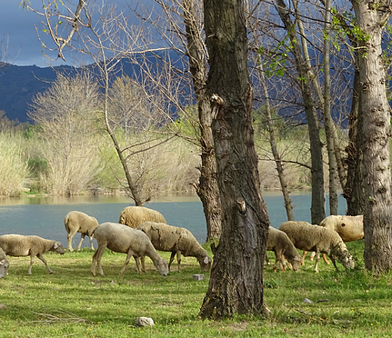Villelongue-dels-Monts
