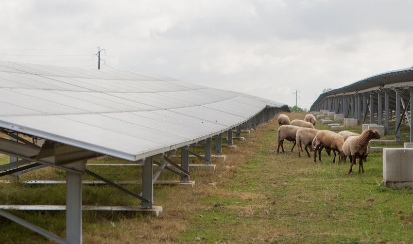 agrivoltaisme panneau solaire photovoltaique agriculture parc
