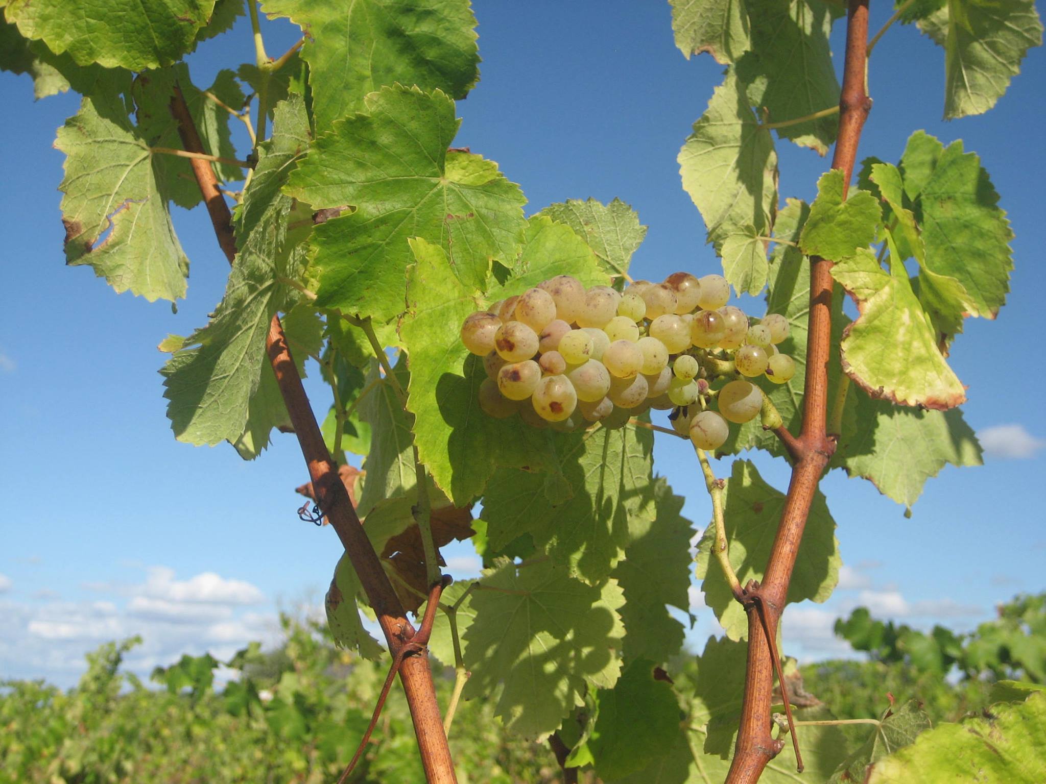 Enercoop Pays de la Loire - Raisins Domane Vincendeau