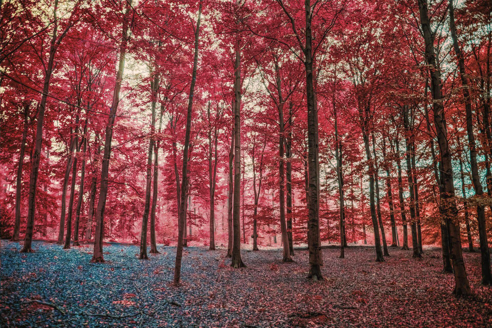 Forest with red leaves.