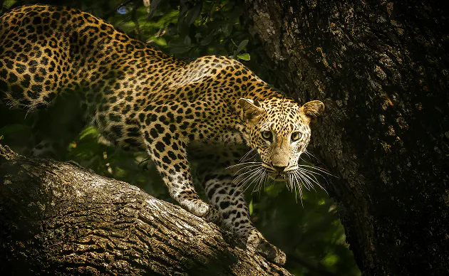 jaguar