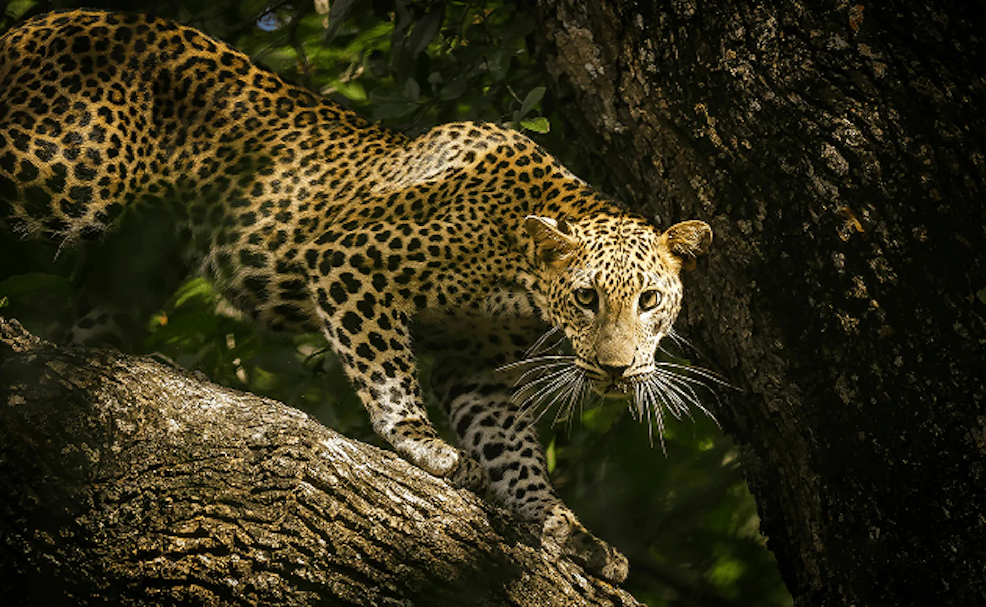 jaguar