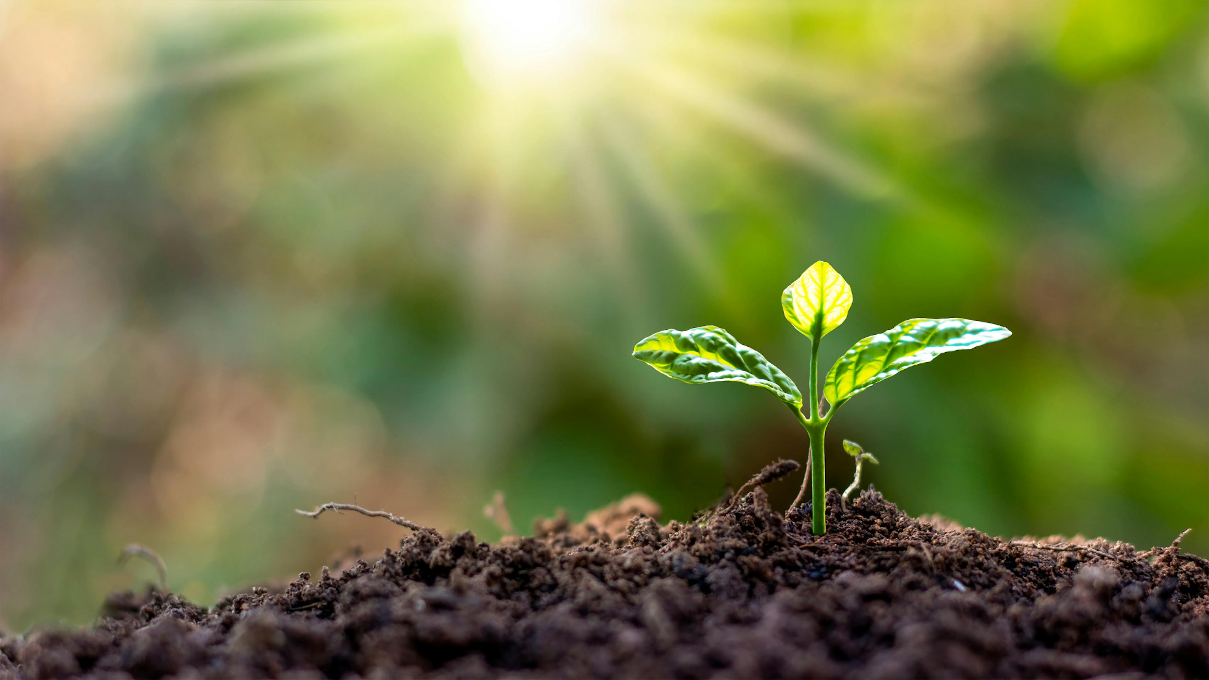 Seedling in the soil