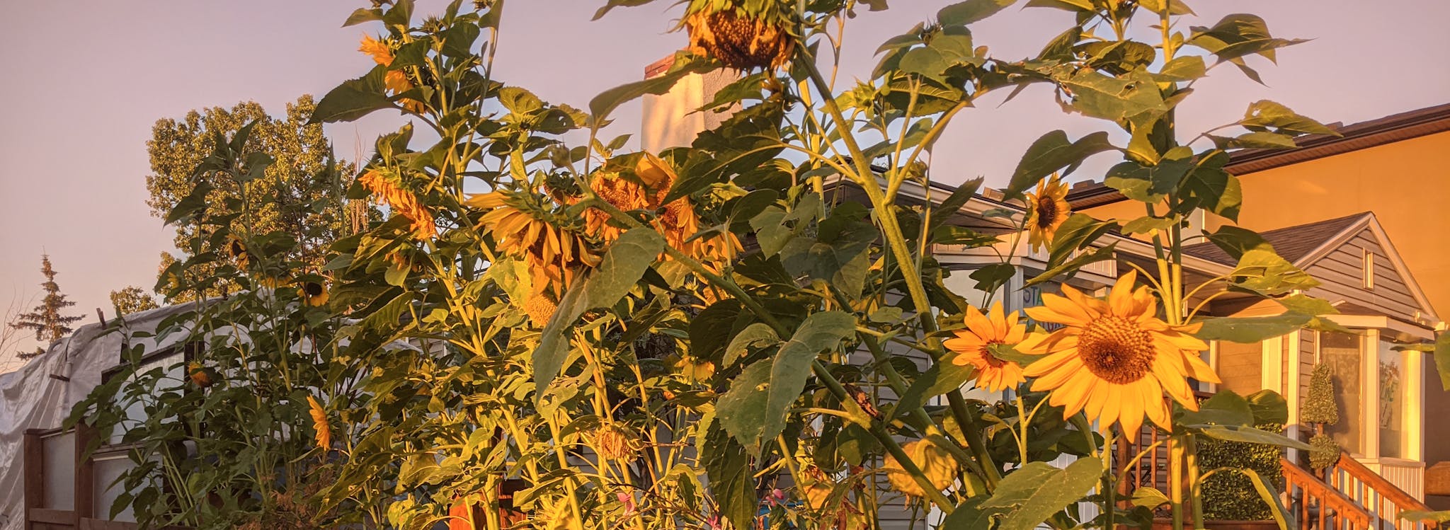 Sun flowers in a garden