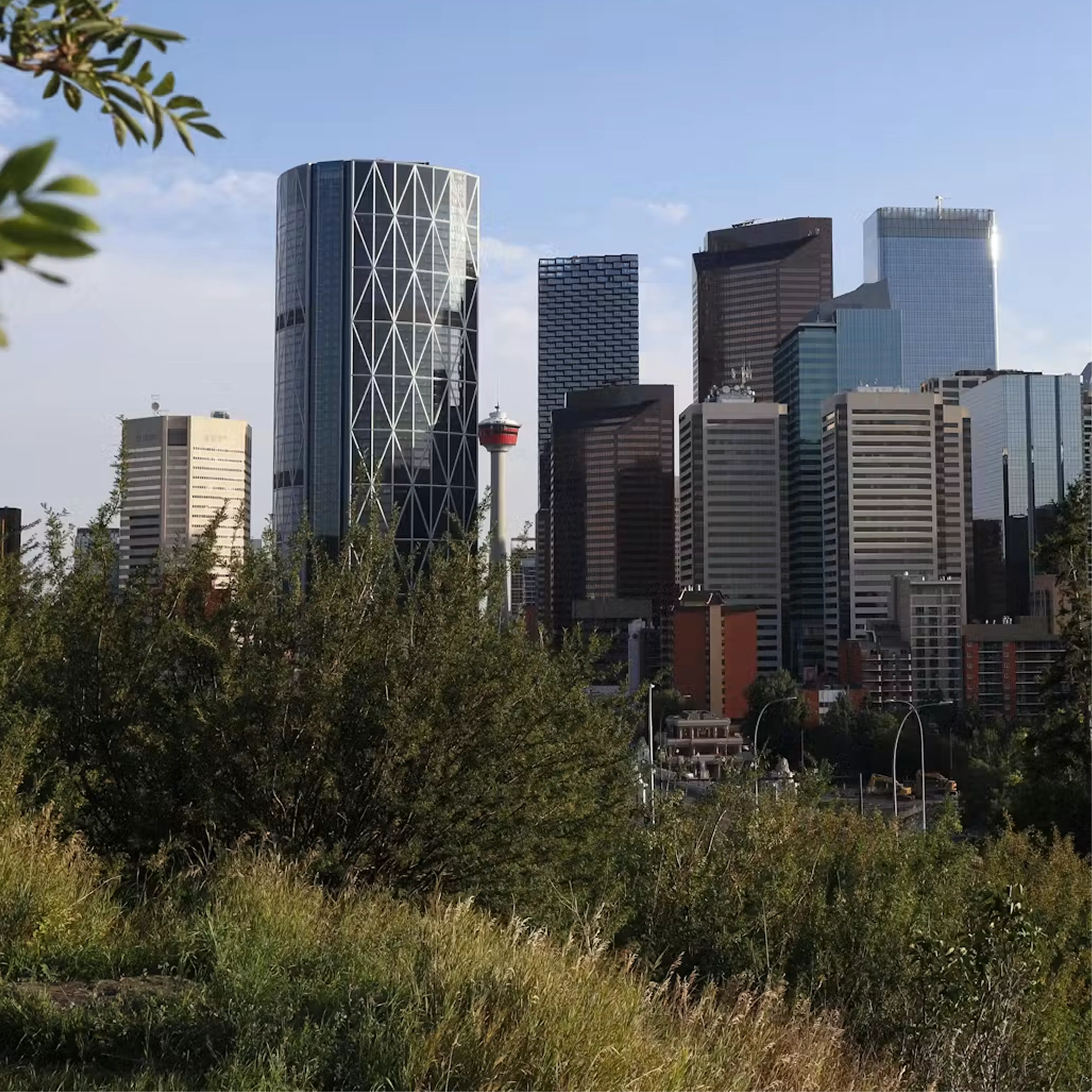 Calgary downtown from across an overgrown field