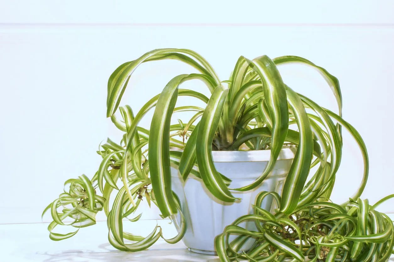 Spider Plant 'Bonnie' in a white nursery pot on a light blue background.