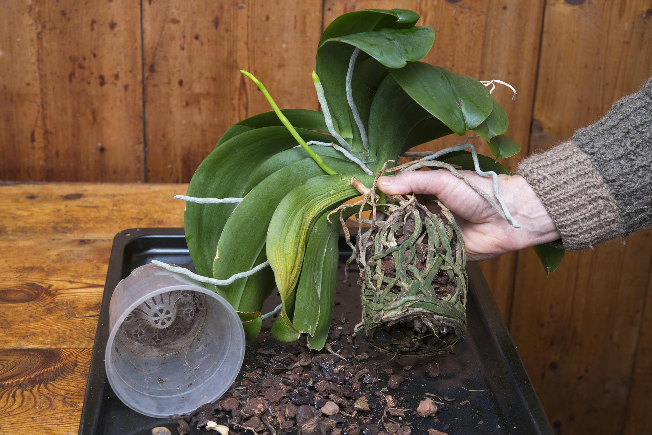 Orchid with root rot
