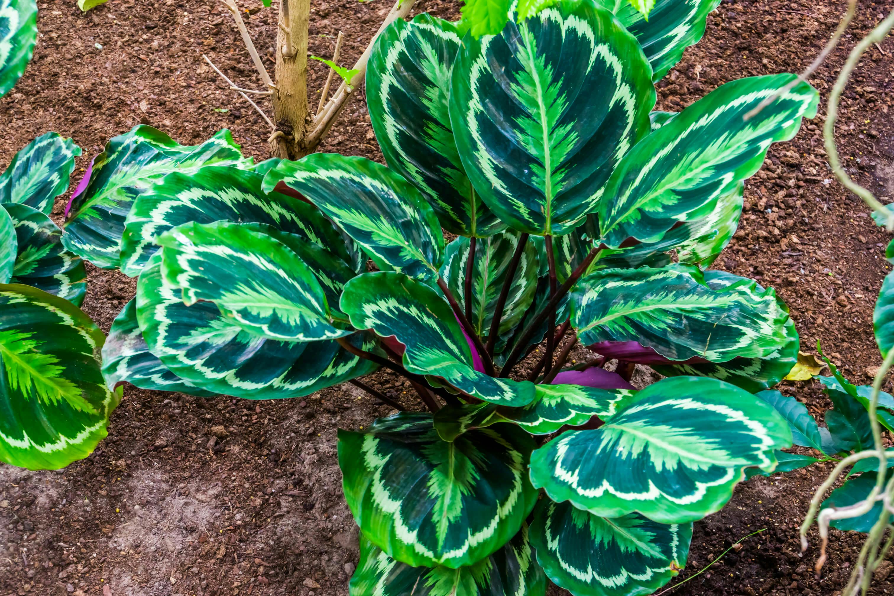 Calathea Medallion in garden.