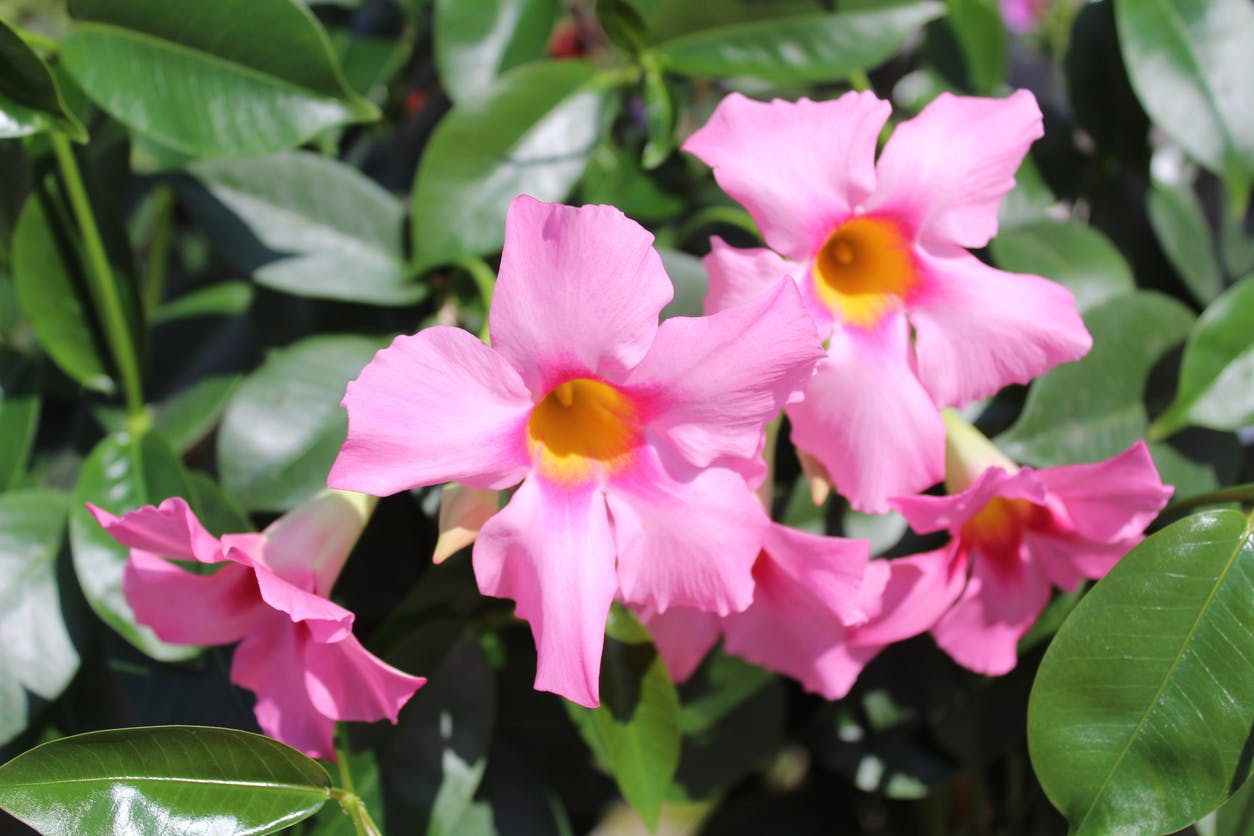 Dipladenia plant