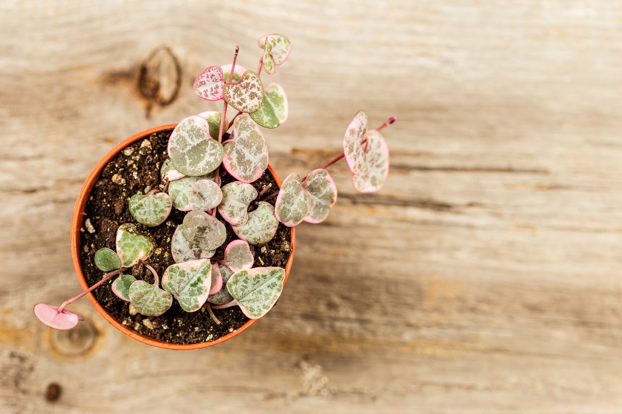 Variegated String of Hearts (Ceropegia woodii variegated)