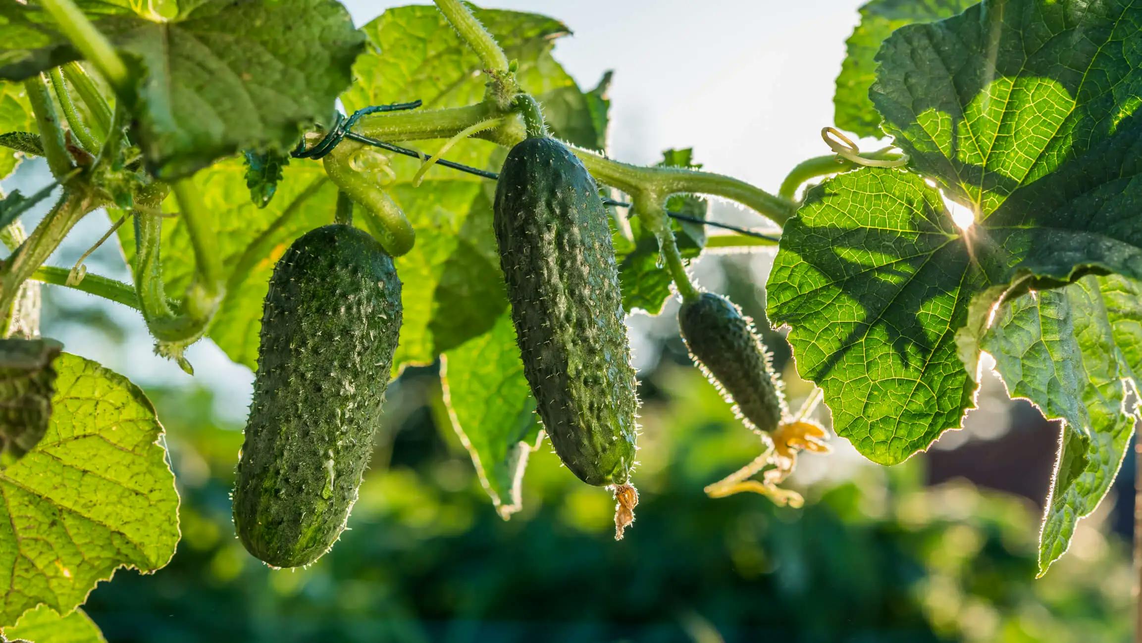 Young cucumbers hanging off of a cucumber vine on a trellis.