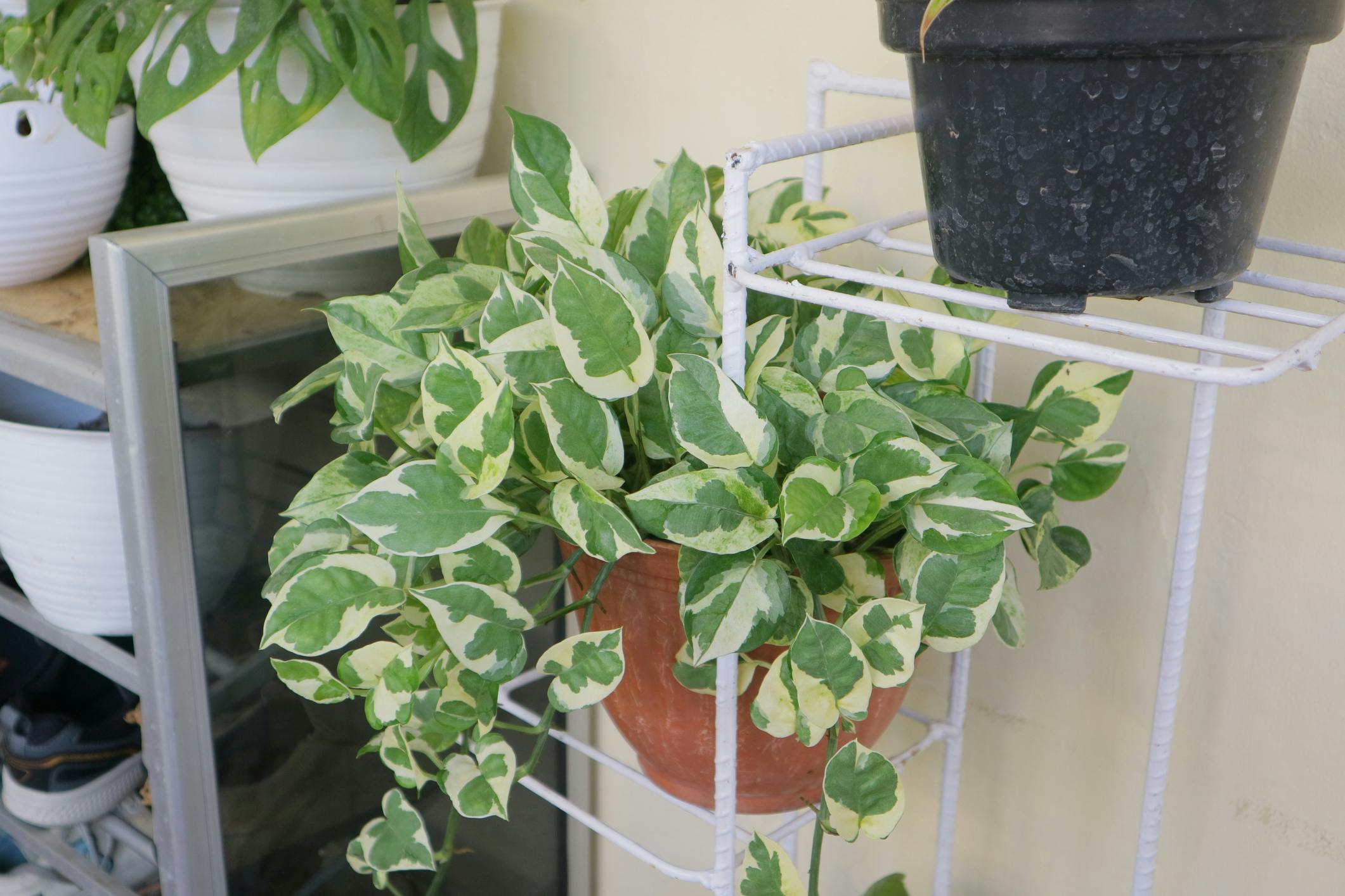 Hoya Krimson Queen in terracotta colored pot on a shelf