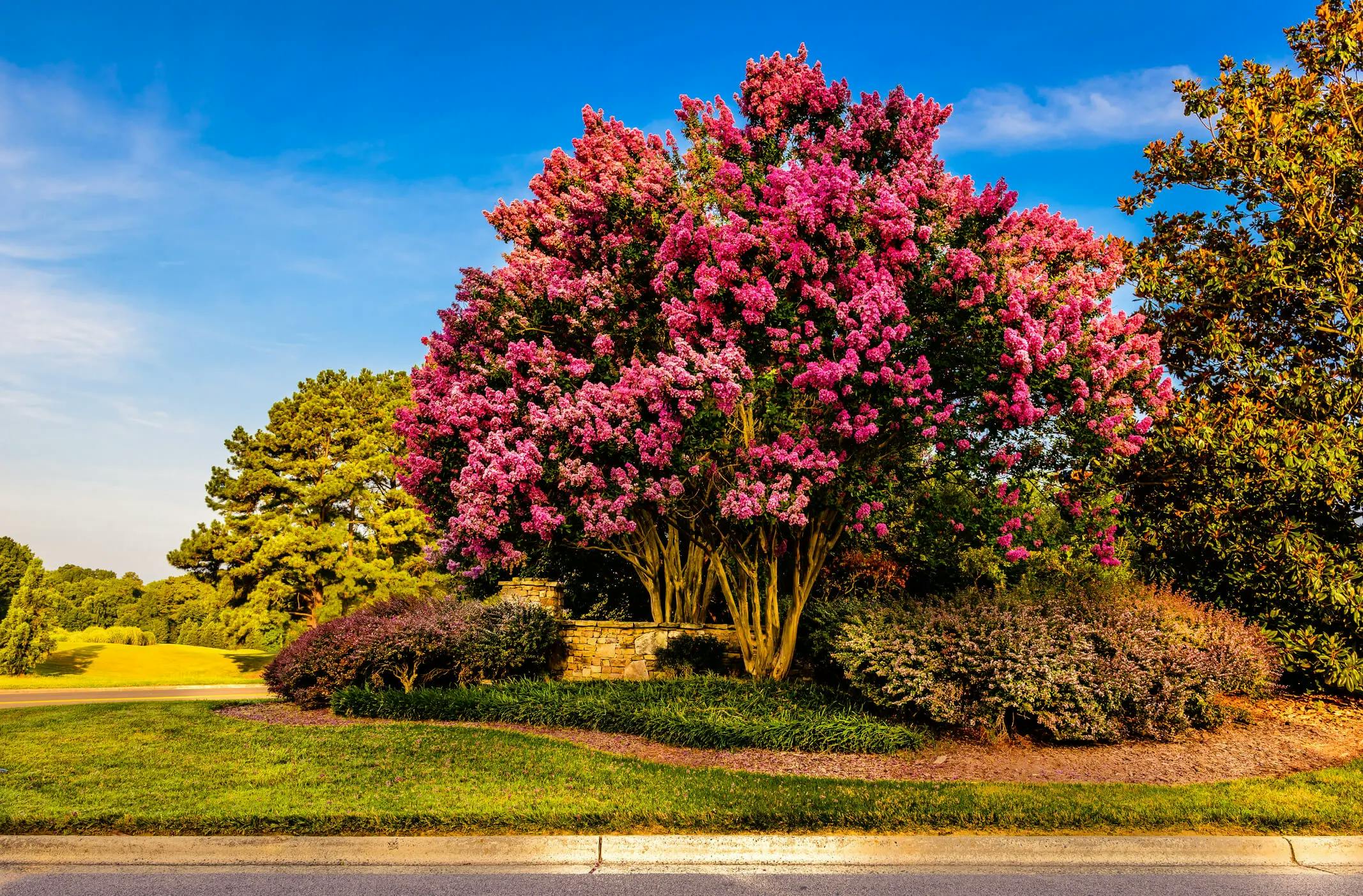 Beautiful Crape Myrtle Tree with bright pink blooms in a green landscape amongst other shrubs and trees surrounding the crape myrtle.