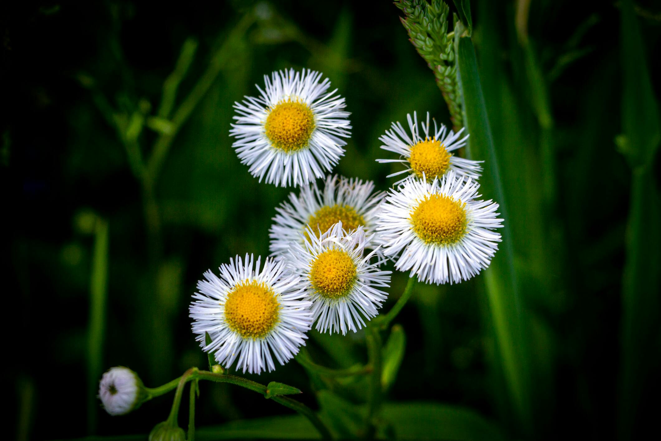 Daisy Fleabane White Flowers